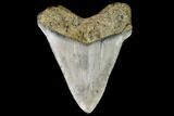 Fossil Megalodon Tooth - North Carolina #109025-2